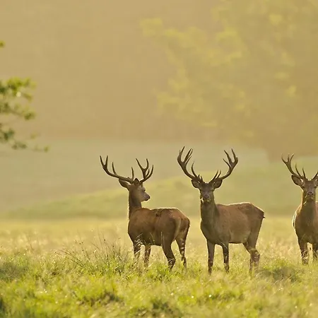 Heidi Дом отдыха Браунлаге