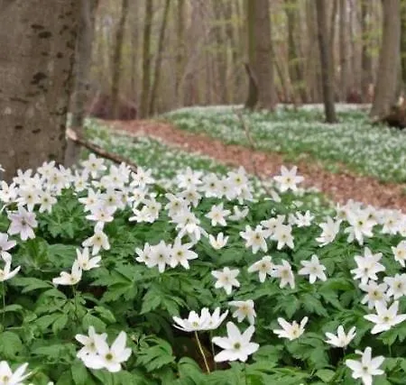 Дом отдыха Heidi *