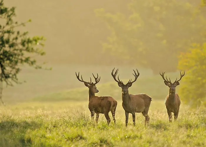 Heidi Nyaraló Braunlage
